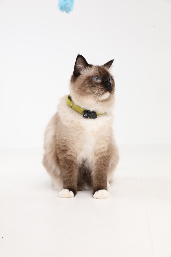 TickLess MINI Cat Ultraschallgerät für Katzen - Schwarz